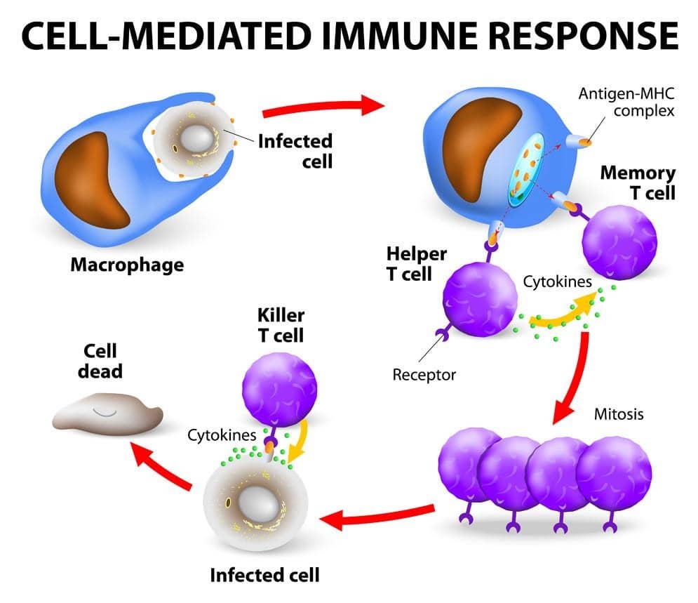Cell-Mediated Immune Response