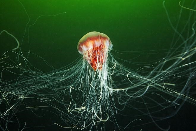 Image of lion manes jellyfish-derived from Wired website