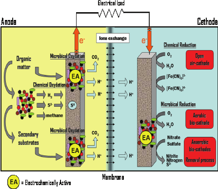 Operation of typical MFCs. From ‘Microbial fuel cells—an option for wastewater treatment’